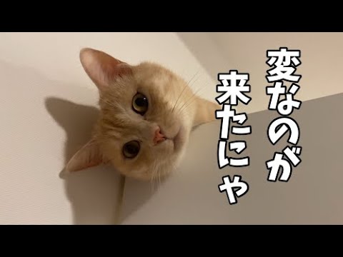 猫同士の微妙な関係