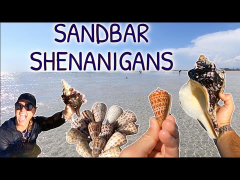 Sandbar Shenanigans Giant Horse Conchs Everywhere Shelling MarcoIsland Seashells 