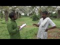 Dates Farming In Gauribidanur /Dates Farming /Date Palm Cultivation in India