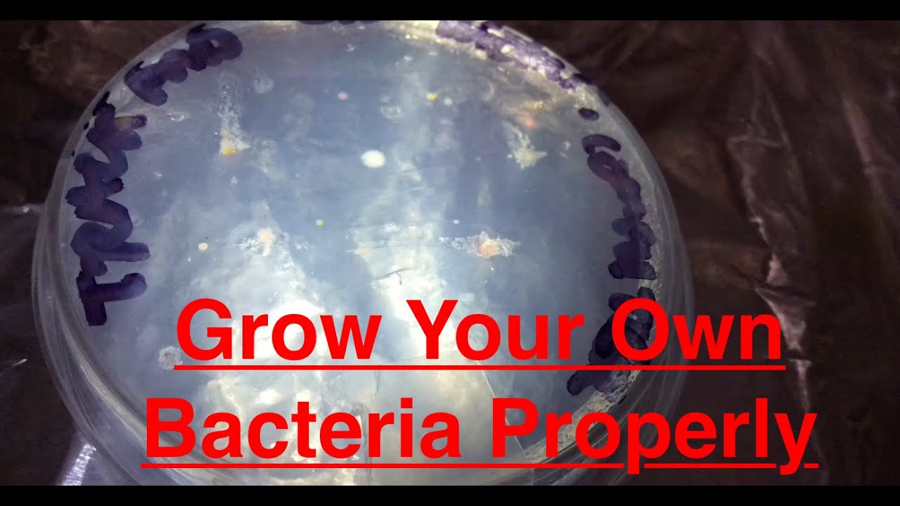 How to Grow Bacteria in Petri Dishes! YouTube