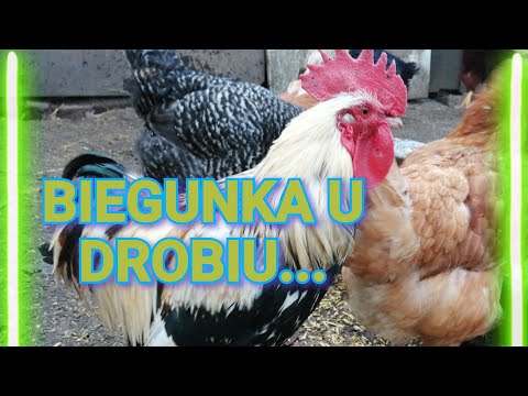Wideo: Jak Leczyć Biegunkę U Kurczaków