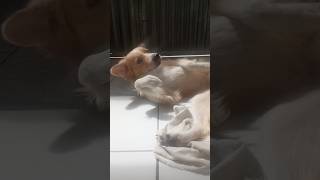#fofinho #animal #viral #pets 🐶ta vendo.