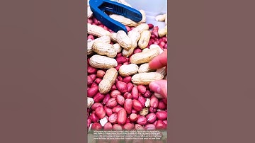 A good tool for shelling peanuts #gardeningtips #tools
