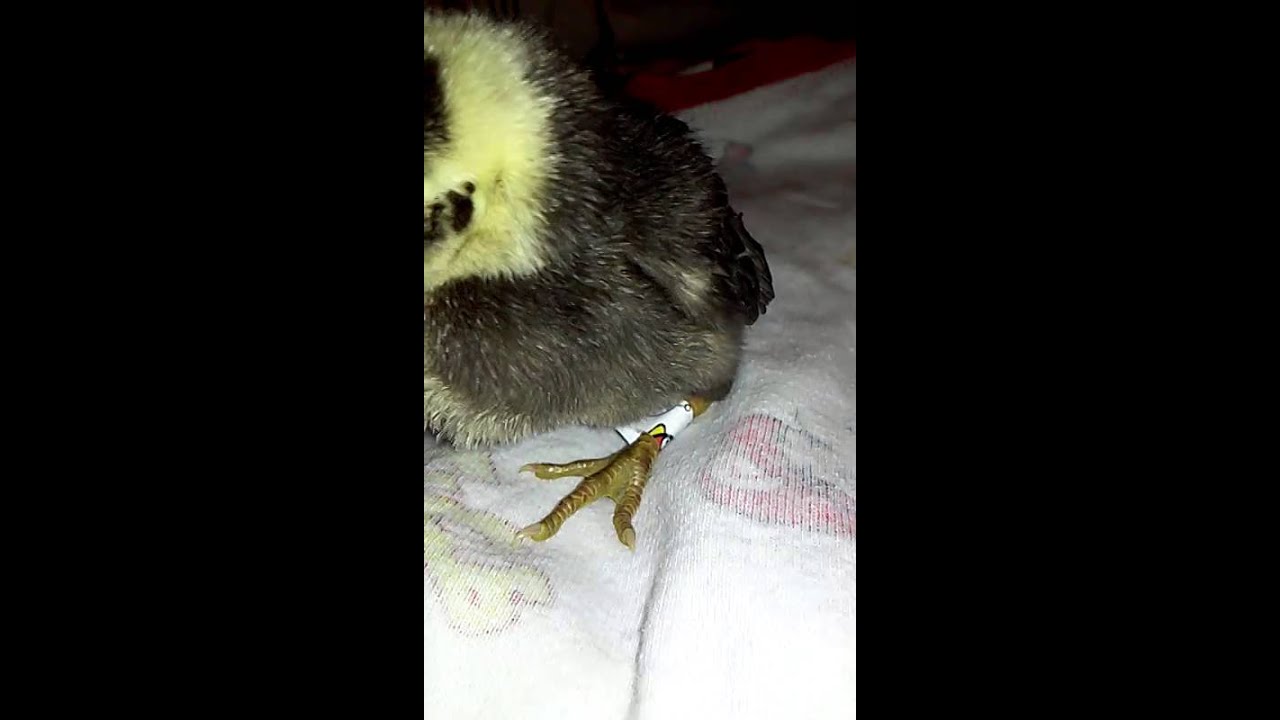 Como ayudar a un pollito con patas abietas ..