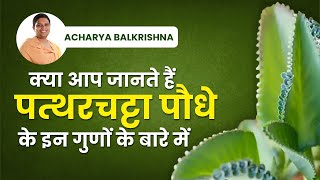 कय आप जनत ह पतथरचटट पध क इन गण क बर म Acharya Balkrishna