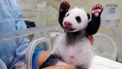 Baby Panda Meets Mom For First Time - DayDayNews