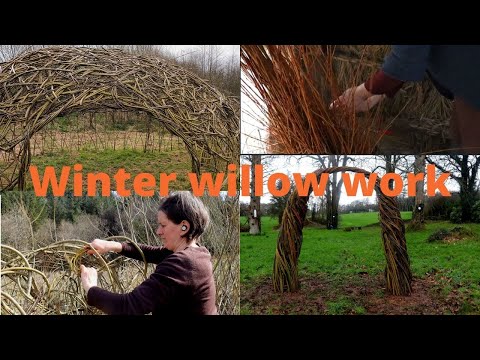 Video: Info Pohon Willow Keranjang - Cara Menanam Keranjang Willow Untuk Tenun Keranjang
