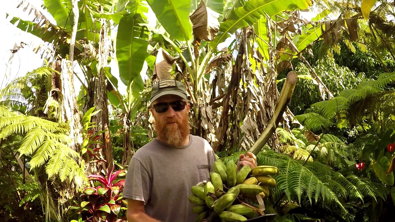 Jungle Homestead Harvesting Bananas YouTube