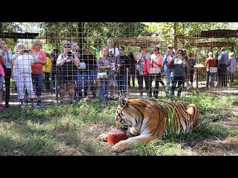 Safari Day: Wildcat Walkabout 2018