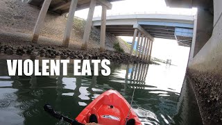 Super AGGRESSIVE fish at the Port Canaveral Lock(crazy blowups) #fishing #fish #fyp #freefire #ocean