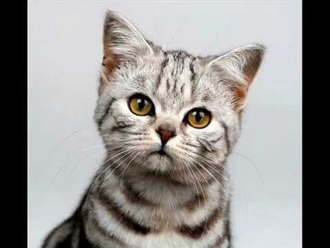 15 tipos de gatos youtube american standard colors chart