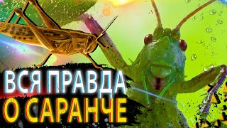 |ВСЯ ПРАВДА О САРАНЧЕ| - /УДИВИТЕЛЬНЫЕ СОЗДАНИЯ/ - GPS Channel