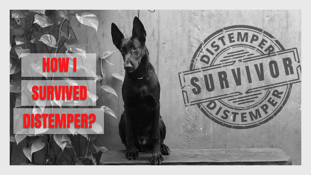 How I Survived Distemper. - Zion A Belgian Malinois Is A Distemper Survivor