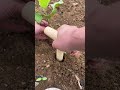 The Perfect Start: Smart Technique for Transplanting Seedlings #shorts