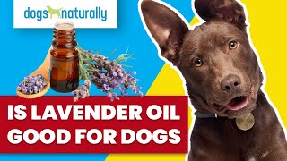 Is Lavender Oil Good For Dogs