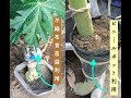 20181030 Papaya 取木〜挿木苗の発根にビニールポットも利用できる