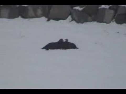 Falconry With Eagles 2007
