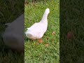 Duck happy mood