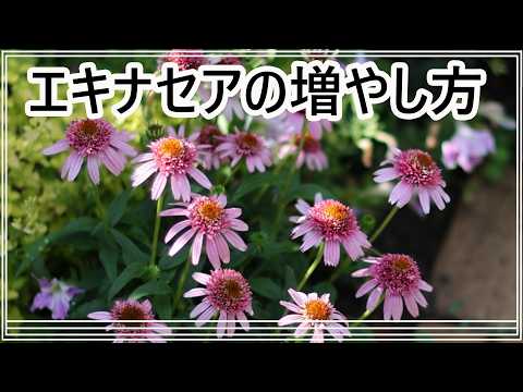 エキナセアの株分け成功と失敗｜エキナセアの育て方｜ガーデニング