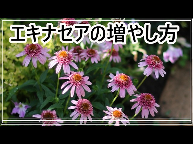 Echinacea Division: Successes and Failures | How to Grow Echinacea