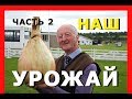 УРОЖАЙ ЛУКА СЕВКА / Когда копать лук / РЕЗУЛЬТАТ ВАС ПОРАЗИТ / When to dig an onion