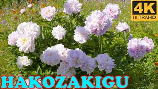 Hakozaki Shrine Flower Garden, Fukuoka in 4K - 筥崎宮神苑 福岡市 - Japan As It Truly Is