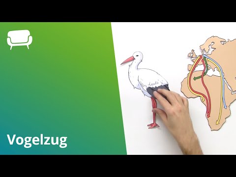 Video: Wo Verbringen Vögel Den Winter?