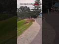 these animals road crossing twist ⁉️ #edit #usashorts #animal #troll #usaviral