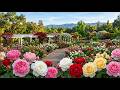 👉 This Rose Garden Feels Like Heaven 🌹✨ | Relaxing 4K Nature Walk