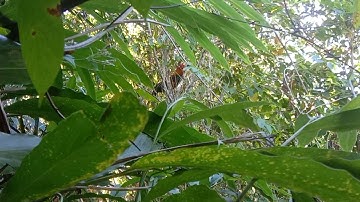 hnub kuv mus dib qaib ua si nawb