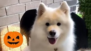 🎃🦇 Doggo Party