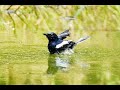 Suara Panggilan Kacer Saat Terapi Hujan Mp3 - Mp4 Download