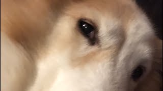 The Best Study Partner: My Dog & Inverse Variation | 最棒的書僮!一隻不願錯過任何學習時光的狗與反比例教學