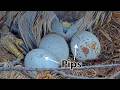 Two Pips At The Red-tailed Hawk Nest! Second Egg Starts Hatching Beneath Big Red | April 30, 2026