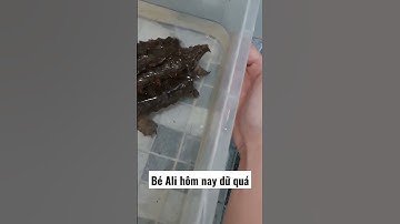 Rùa cá sấu Aligator hôm nay dữ quá đòi cắn chủ