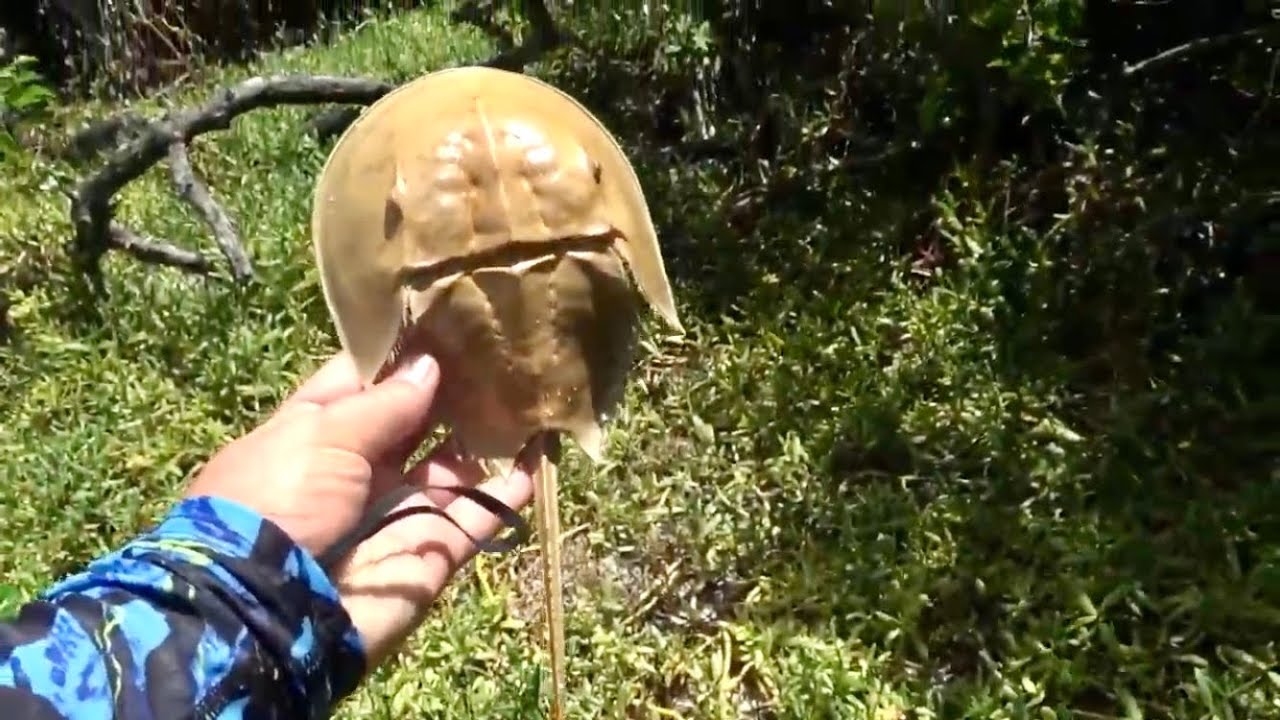 Exploring Horseshoe Crab Island S2 Ep40 Content Keys Day 2 YouTube