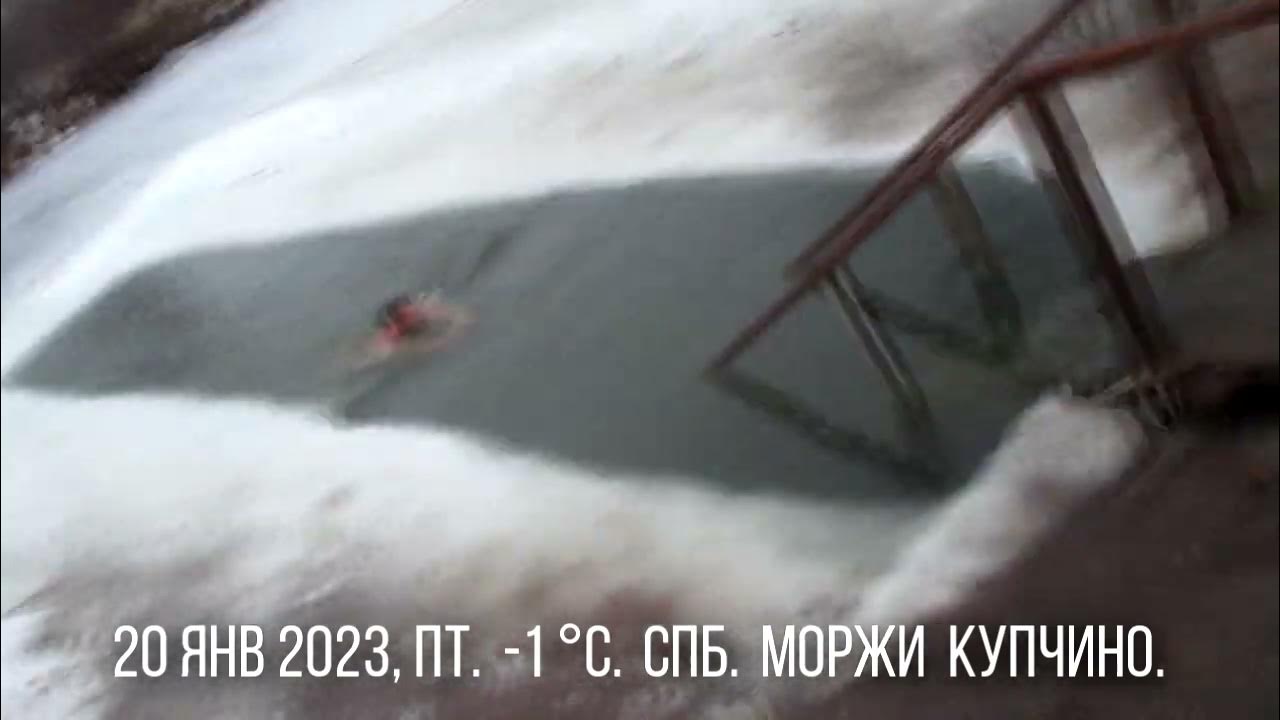 моржи купчино