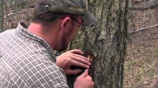 How To Fill Your Canteen from a Tree