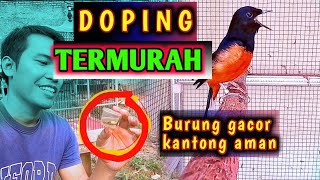 DOPING MURAI BATU AGAR GACOR, Termurah dibumi dan aman