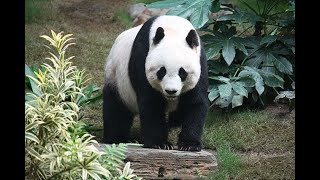 Should we let pandas go extinct?