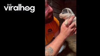 Feisty 3WeekOld Heeler Puppy Has a Lot to Say || ViralHog