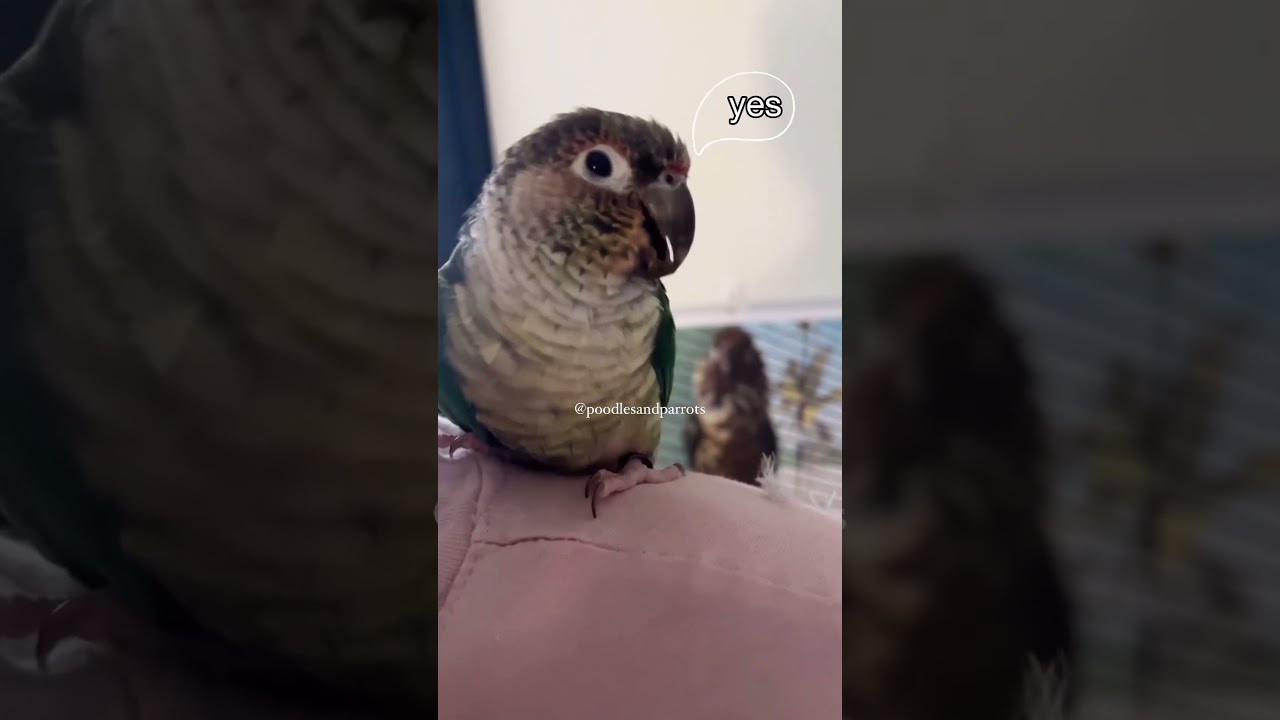 She knows how to make me jealous & dad thought he was the one in trouble🤣  