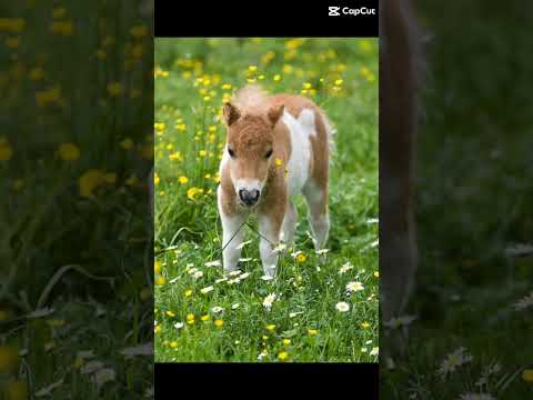 Video: Čigānu zirgs