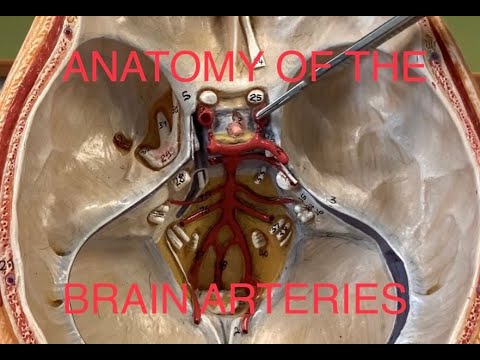 Ανατομία Νευρικού Συστήματος και Αισθητήριων Οργάνων - Αρτηριακές Δομές του Εγκεφάλου