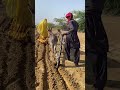 فتاة وشاب يعملان بالزراعة مع الحمار في ريف راجستان 