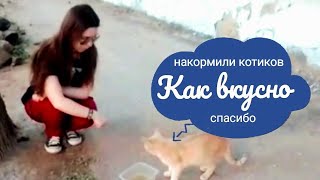 НАКОРМИЛИ БЕЗДОМНЫХ КОШЕК | Твори Добро #КатеринаКотова