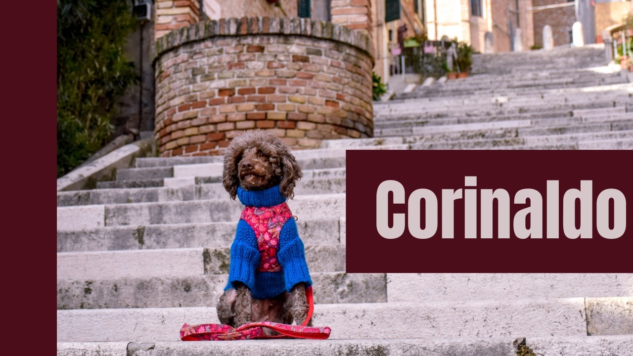 Italienischer Hundealltag mit Pudel Burberry, heute in Corinaldo - Hunde Vlog 7