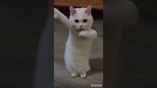 Kittens amazing dancing #catshorts #catdance #catlovers #cutecat #aicat #ai #funnycats #viralshorts