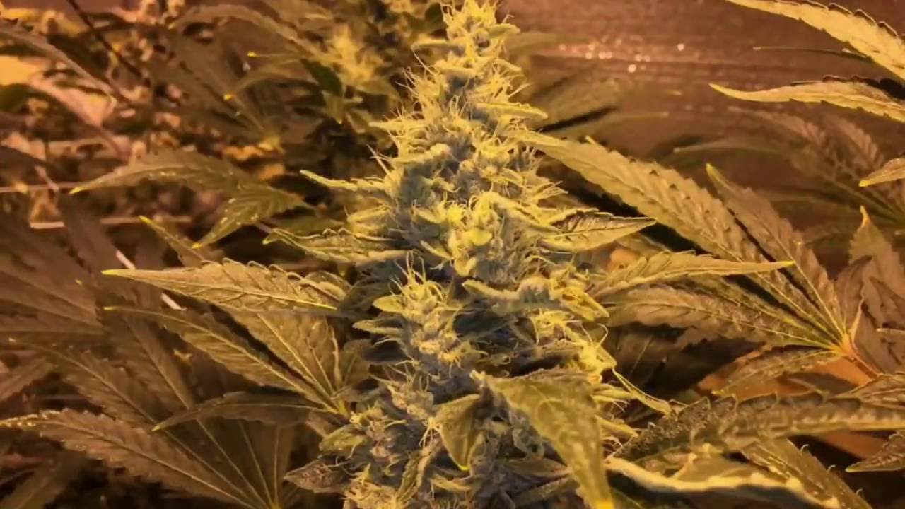 Ocean Grown Seeds - AstroChimp and PegLeg