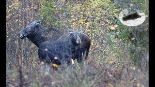 Moose hunting with dogs in Finland Moose hunting with dogs in Finland